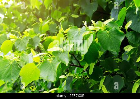 Zweige der Tilia cordata (kleinblättriger Kalk, littleleaf linden oder kleinblättrige Linde). Sommer Hintergrund Stockfoto