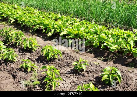 Anbau von Gemüse. Zwiebel, Pfeffer und Rote Bete wachsen auf Gartenbeeten Stockfoto
