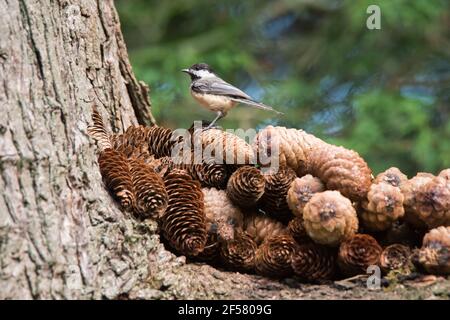 Ein Black-capped Chickadee thront auf einem Eichhörnchen-Hort von Kiefernhacken in Rosetta McClain Gardens in Scarborough, Ontario. Stockfoto