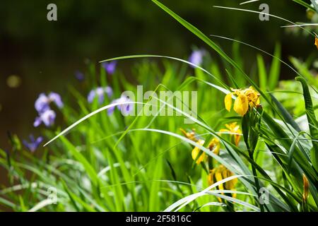 Wiese mit blühenden gelben und violetten Iris. Geringe Schärfentiefe. Stockfoto