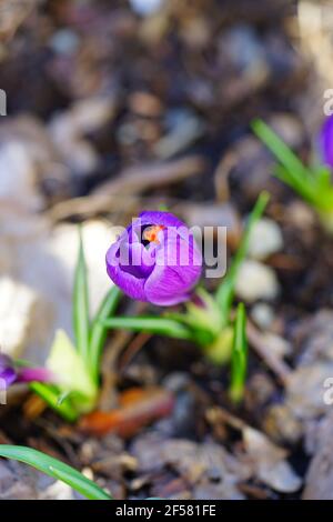 Lila Crocus Vernus Blume spähen durch die Wiese und Mulch im Frühjahr Stockfoto