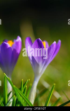 Lila Crocus Vernus Blume spähen durch die Wiese und Mulch im Frühjahr Stockfoto