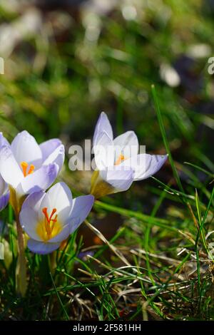 Lila Crocus Vernus Blume spähen durch die Wiese und Mulch im Frühjahr Stockfoto