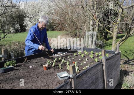 Hobbygärtner säht Gemüse mit einem Saatband im Hochbeet, Deutschland, Nordrhein-Westfalen, Weilerswist Stockfoto