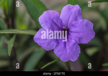 Nahaufnahme schöne lila mexikanische Petunia mit selektivem Fokus. Makro von mexikanischen Petunien ruellia simplex in Blüte Stockfoto