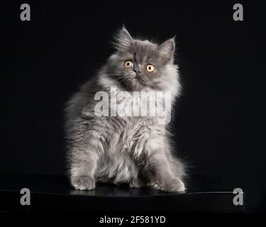 Schöne langhaarige grau Ragamuffin Kätzchen sitzen vor einem schwarzen Hintergrund posiert, zeigt seinen silbernen Bart. Stockfoto