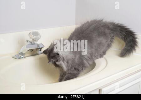 Lustige langhaarige graue Kätzchen spielen in einem Waschbecken. Stockfoto