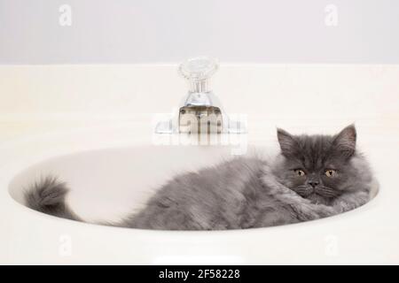 Ziemlich graues Rauchsagamuffin Kätzchen, das in einem Waschbecken liegt und nach draußen schaut. Stockfoto