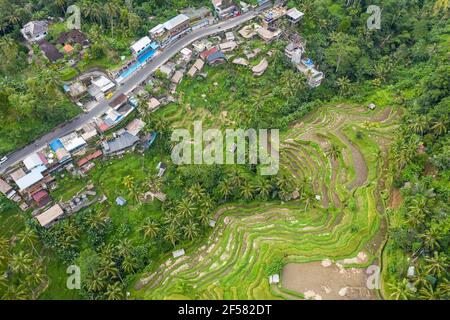 Blick von oben auf das berühmte Dorf Tegallalang und seine Reisterrassen in der Nähe von Ubud in Bali, Indonesien. Stockfoto