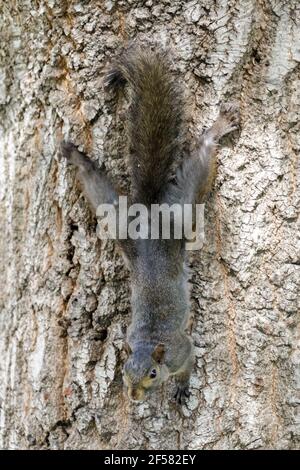 Farbe Morphed Eastern Grey Eichhörnchen hängend auf Baum Stockfoto