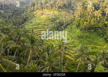 Die berühmten Tegallalang Reisterrassen in der Nähe von Ubud in Bali, Indonesien. Stockfoto