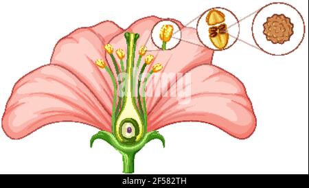 Diagramm mit Teilen der Blumendarstellung Stock Vektor