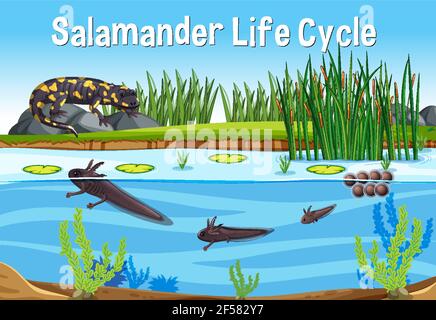 Szene mit Salamander Life Cycle Illustration Stock Vektor