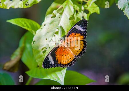 Der männliche Leopardschnäffer (Cethosia cyane) ist eine Art von heliconiinem Schmetterling, der von Indien bis nach Südchina und Indochina gefunden wird. Stockfoto