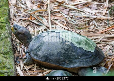 Die riesige asiatische Teichschildkröte (Heosemys grandis) bewohnt Flüsse, Bäche, Sümpfe und Reisfelder von den Mündungsebenen bis zu moderaten Höhen Stockfoto