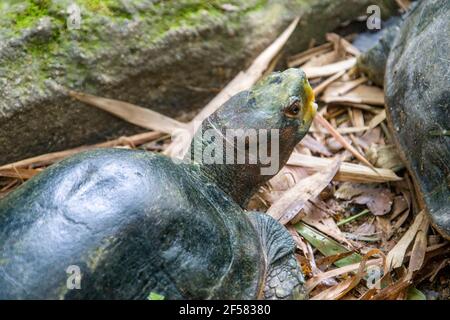 Die riesige asiatische Teichschildkröte (Heosemys grandis) bewohnt Flüsse, Bäche, Sümpfe und Reisfelder von den Mündungsebenen bis zu moderaten Höhen Stockfoto