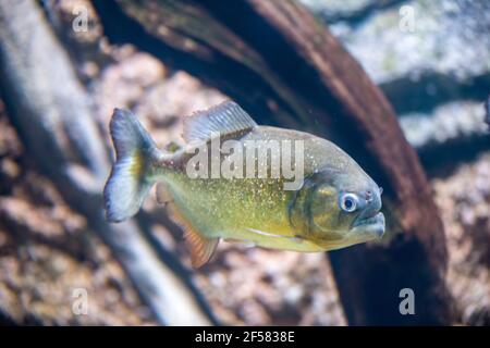 Der rotbauchige Piranha (Pygocentrus nattereri) ist eine in Südamerika heimische Piranha-Art. Sie sind Allesfresser und ernähren sich von Insekten Stockfoto