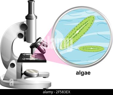 Mikroskop mit anatomischer Struktur von Algen auf weißem Hintergrund Illustration Stock Vektor