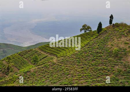 Der Organic Tea Garden erstreckt sich über einen Hang im Viertel Darjeeling. Stockfoto