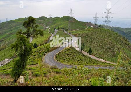 Der Organic Tea Garden erstreckt sich über einen Hang im Viertel Darjeeling. Stockfoto