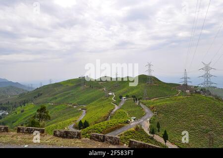 Der Organic Tea Garden erstreckt sich über einen Hang im Viertel Darjeeling. Stockfoto