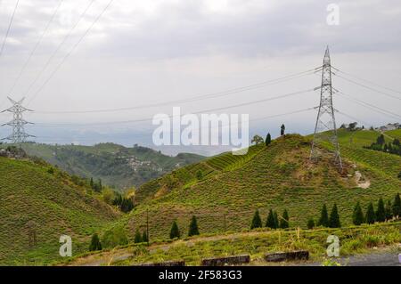 Der Organic Tea Garden erstreckt sich über einen Hang im Viertel Darjeeling. Stockfoto