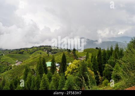 Der Organic Tea Garden erstreckt sich über einen Hang im Viertel Darjeeling. Stockfoto