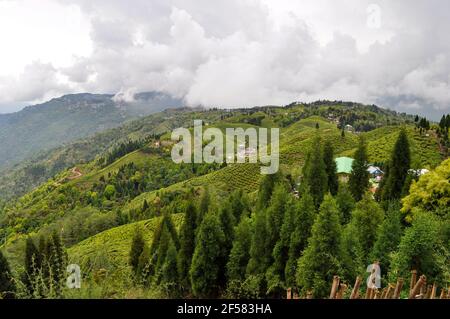 Der Organic Tea Garden erstreckt sich über einen Hang im Viertel Darjeeling. Stockfoto