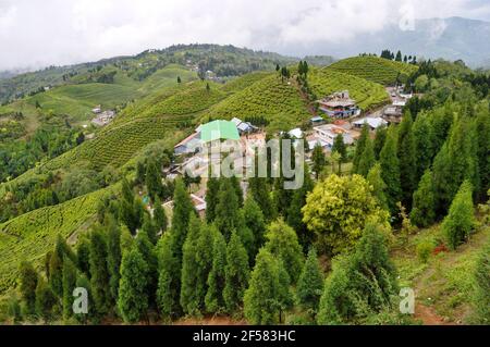 Der Organic Tea Garden erstreckt sich über einen Hang im Viertel Darjeeling. Stockfoto