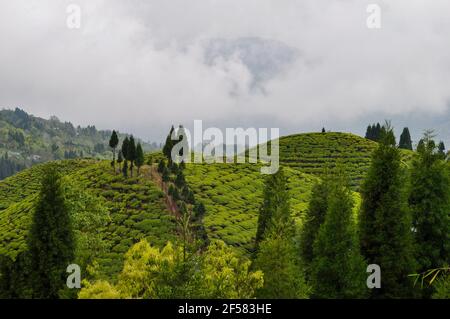 Der Organic Tea Garden erstreckt sich über einen Hang im Viertel Darjeeling. Stockfoto