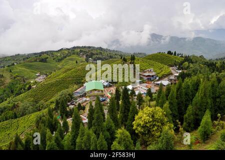 Der Organic Tea Garden erstreckt sich über einen Hang im Viertel Darjeeling. Stockfoto