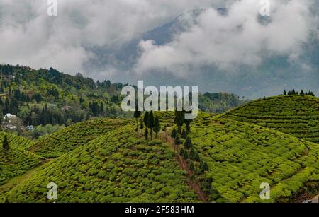 Der Organic Tea Garden erstreckt sich über einen Hang im Viertel Darjeeling. Stockfoto