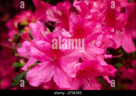 Rosa Azaleen blühen entlang der Avenue of Oaks am Spring Hill College, 21. März 2021, in Mobile, Alabama. Stockfoto