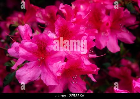 Rosa Azaleen blühen entlang der Avenue of Oaks am Spring Hill College, 21. März 2021, in Mobile, Alabama. Stockfoto