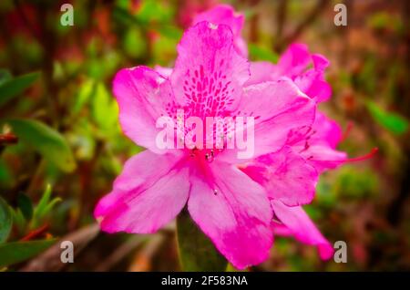 Rosa Azaleen blühen entlang der Avenue of Oaks am Spring Hill College, 21. März 2021, in Mobile, Alabama. Stockfoto