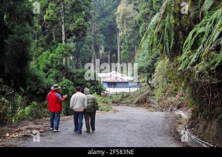 Drei Freunde, die durch den Urwald im himalaya-Walddorf wandern Stockfoto