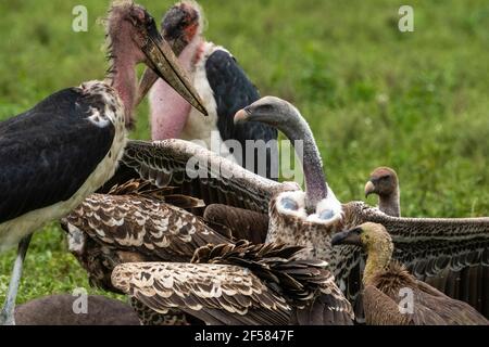 Marabou Storch (Leptoptilos crumenifer) und Weißrückengeier (Gyps africanus) auf einem Schlachtkörper, Ndutu, Ngorongoro Conservation Area, Serengeti, Tanzan Stockfoto