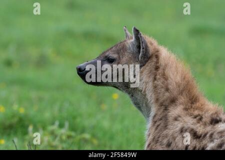 Fleckhyena (Crocuta crocuta), Ndutu, Ngorongoro Conservation Area, Serengeti, Tansania. Stockfoto