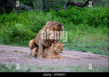 Löwenpaarung (Panthera leo), Ndutu, Ngorongoro Conservation Area, Serengeti, Tansania. Stockfoto