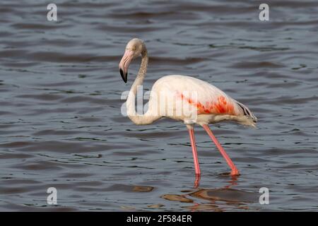 Großer Flamingo (Phoenicopterus ruber) auf dem See Ndutu, Ngorongoro Conservation Area, Serengeti, Tansania. Stockfoto