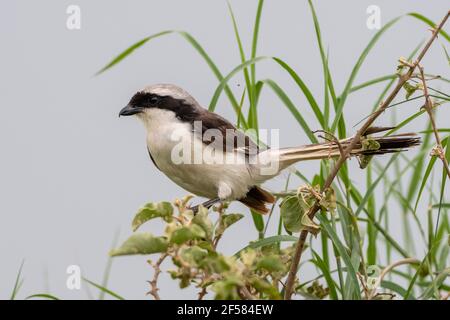 Weißrumpen-Würger (Eurocephalus rueppelli), Seronera, Serengeti-Nationalpark, Tansania. Stockfoto