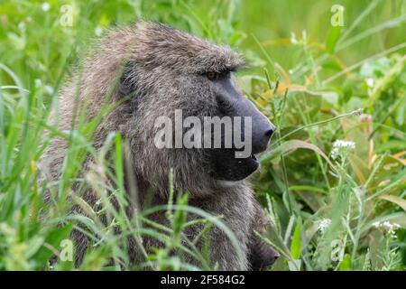 Olive Baboon (Papio anubis), Seronera, Serengeti Nationalpark, Tansania. Stockfoto