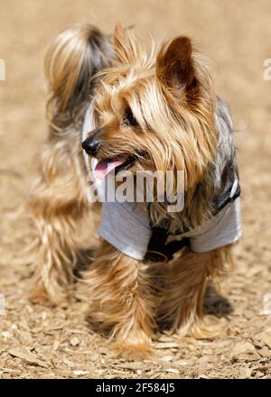 Yorkshire Terrier (AKA Yorkie) steht und schaut weg Stockfoto