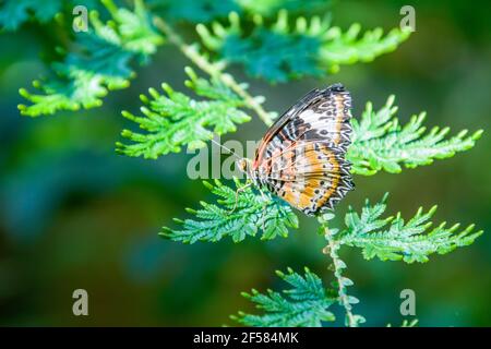 Die weibliche Leopardenschneehäubchen (Cethosia cyane) ist eine Art von heliconiinem Schmetterling, der von Indien bis Südchina und Indochina gefunden wird. Stockfoto