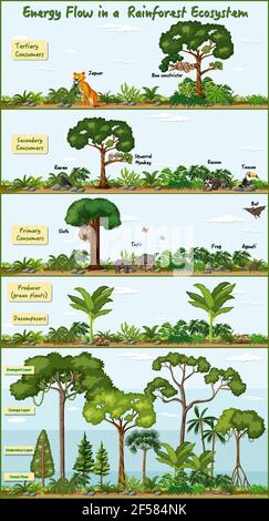 Energiefluss in einem Regenwald Ökosystem Diagramm Illustration Stock Vektor