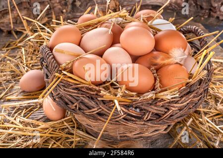 Frische heimische Bio-Eier in einem Korb mit Stroh Stockfoto