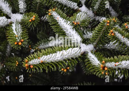 Makroansicht von grünen weihnachtsbaum Blätter und orange gefärbt Früchte mit kristallinem Schnee bedeckt Stockfoto