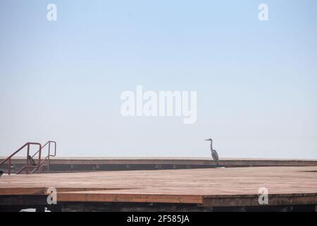 Selektive Unschärfe auf einem grauen Reiher, auch Ardea cinerea genannt, aus der Ferne auf einem Pier in Palic See, in Serbien stehend gesehen. Es ist ein typisches langbeiniges sie Stockfoto