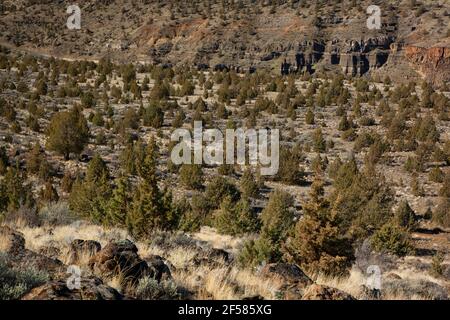 Westliche Wacholder (Juniperus occidentalis) hohe Wüste entlang Tam-a-Lau Trail, Cove Palisades State Park, Oregon Stockfoto