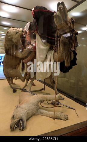 Löwe greift einen Dromedary des französischen Naturforschers Edouard Verreaux an Ausstellung im Carnegie Museum of Natural History.Pittsburgh.Pennsylvania.USA Stockfoto